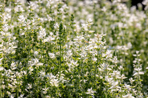 White Swan Clary Sage Seeds