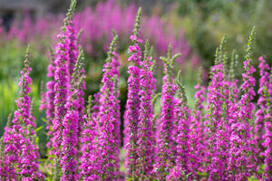 Winged Loosestrife Seeds