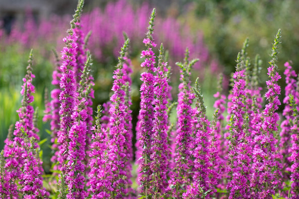 Winged Loosestrife Seeds