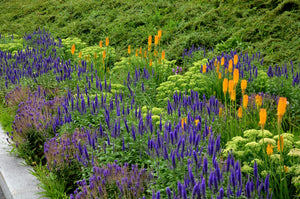 Blue Bouquet Veronica Seeds