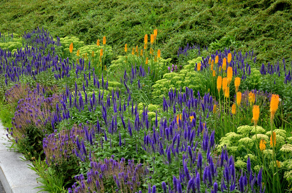 Blue Bouquet Veronica Seeds