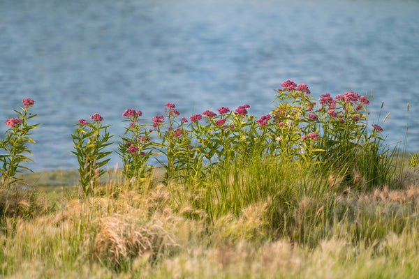 Swamp Milkweed Seeds