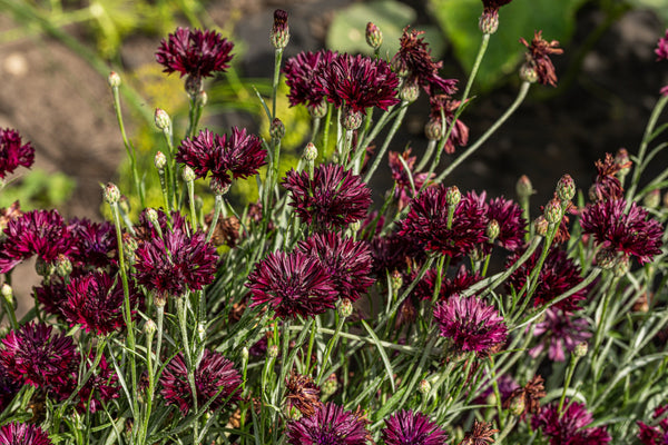 Black Bachelor's Button Seeds