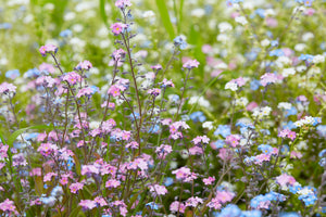 Forget Me Not Seeds - Mix
