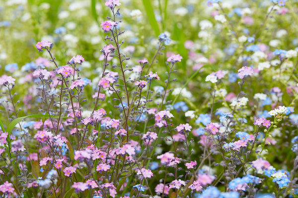 Forget Me Not Seeds - Mix