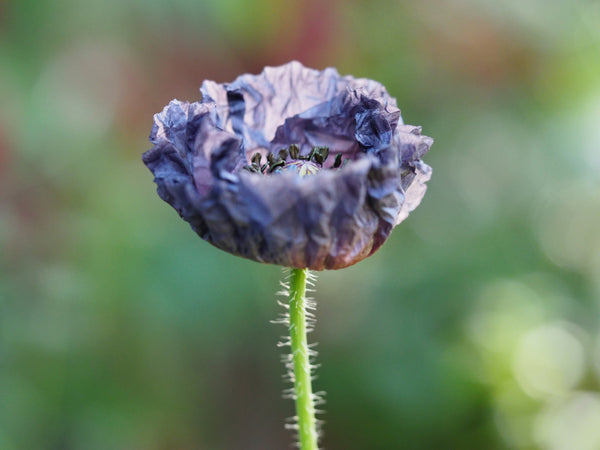 Amazing Grey Poppy Seeds - Certified Organic