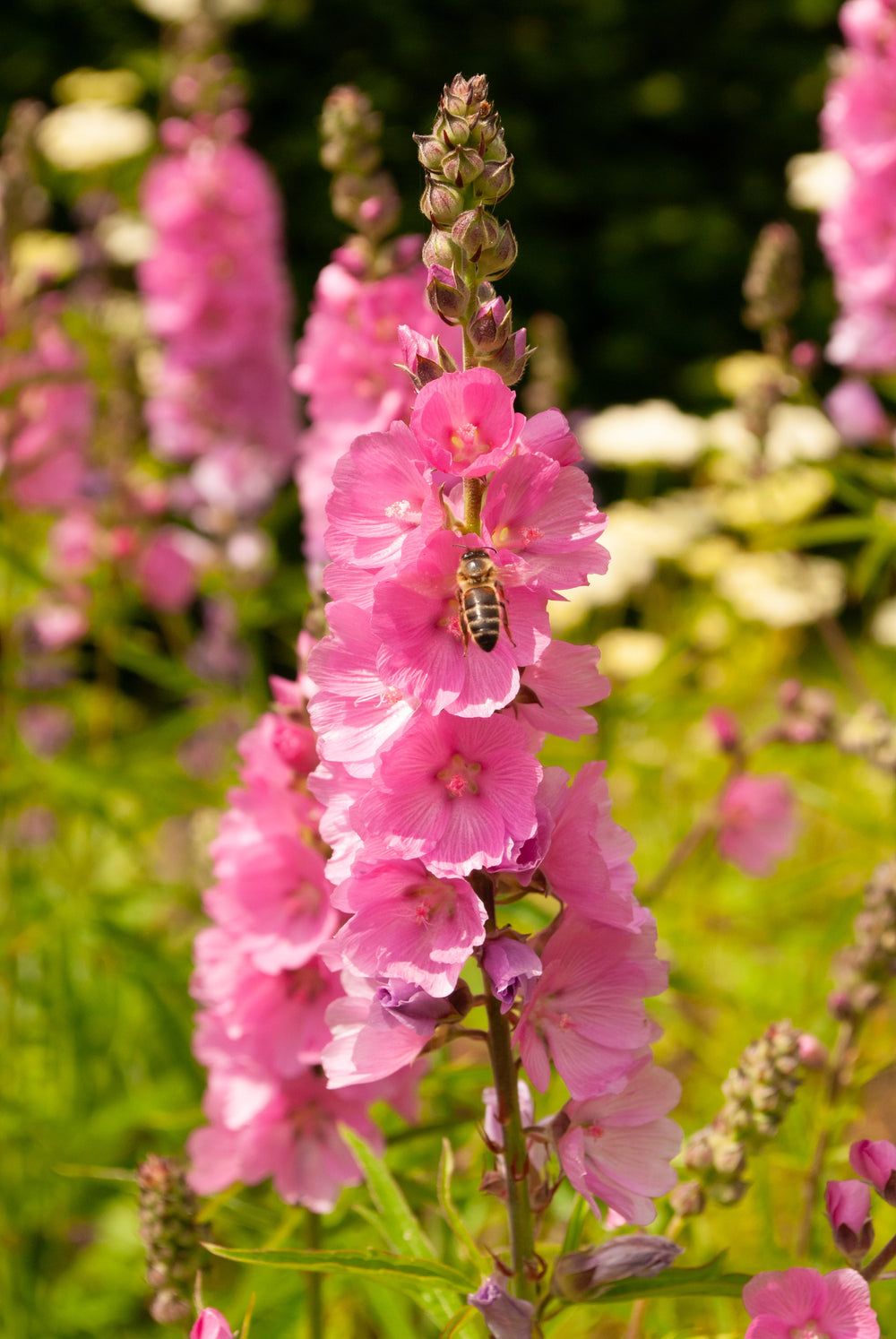Pink Checkermallow Seeds
