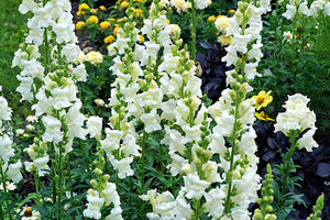 ’Snowflake’ Snapdragon Seeds