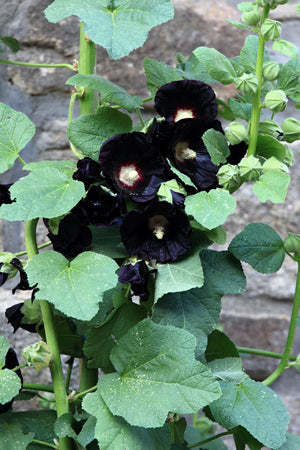 Black Hollyhock Seeds
