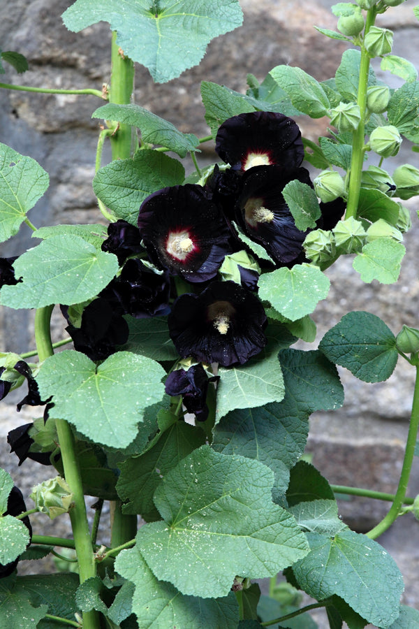 Black Hollyhock Seeds