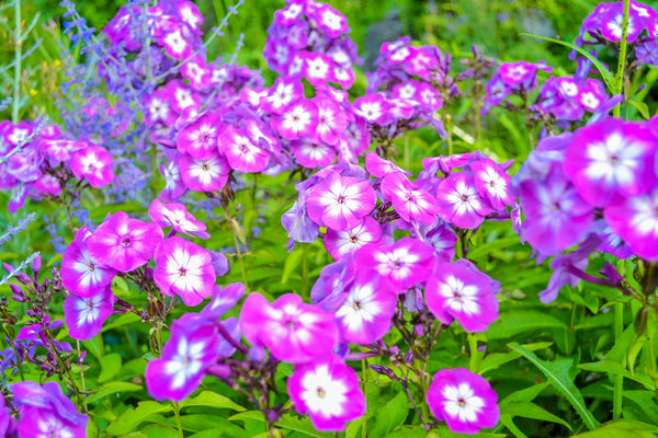 Meadow Phlox Seeds