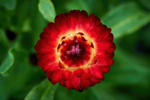 Red Fireball Strawflower Seeds