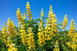 Golden Lupine Seeds