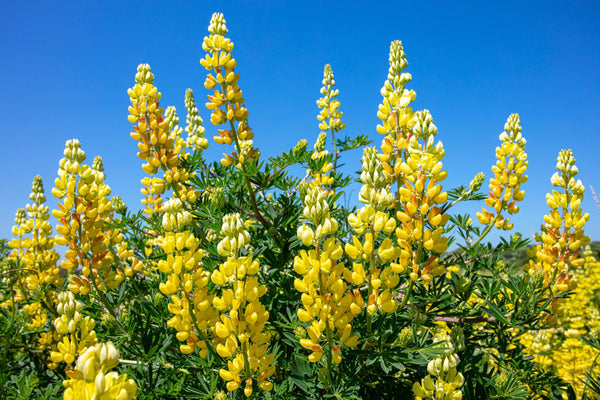Golden Lupine Seeds