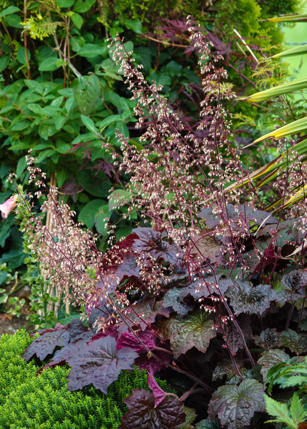 Palace Purple Heuchera Seeds