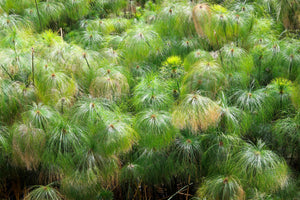 Papyrus Seeds