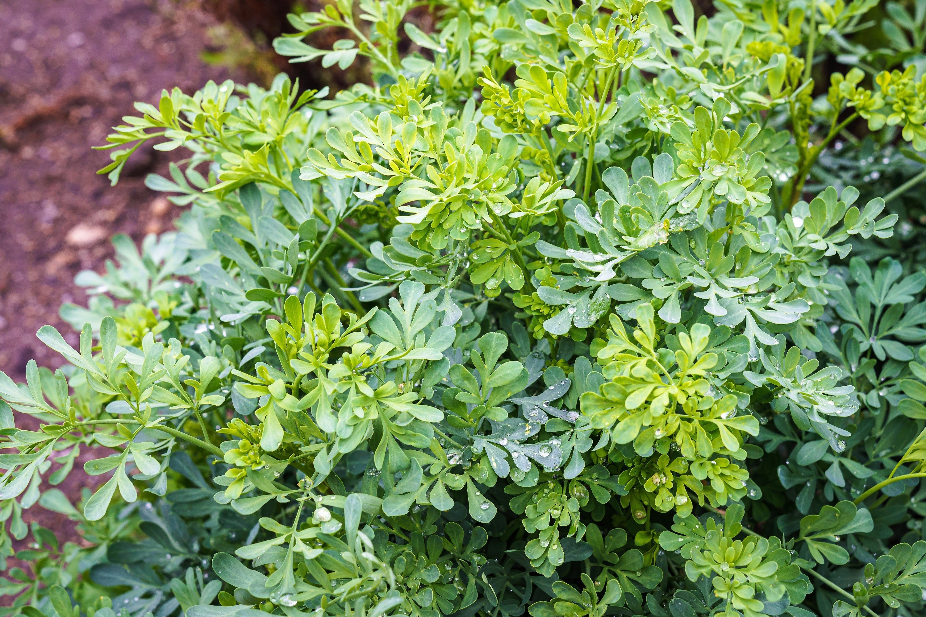 Syrian Rue Yellow Yellow Rue Seeds