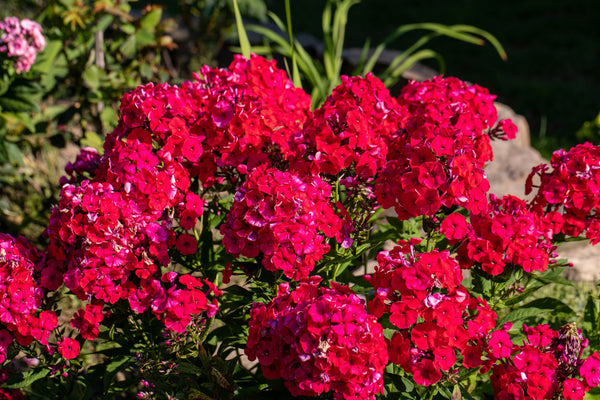Red Phlox Seeds