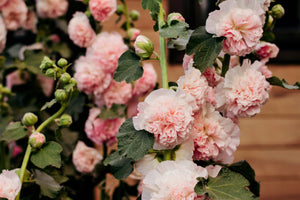 Summer Carnival Hollyhock Seeds
