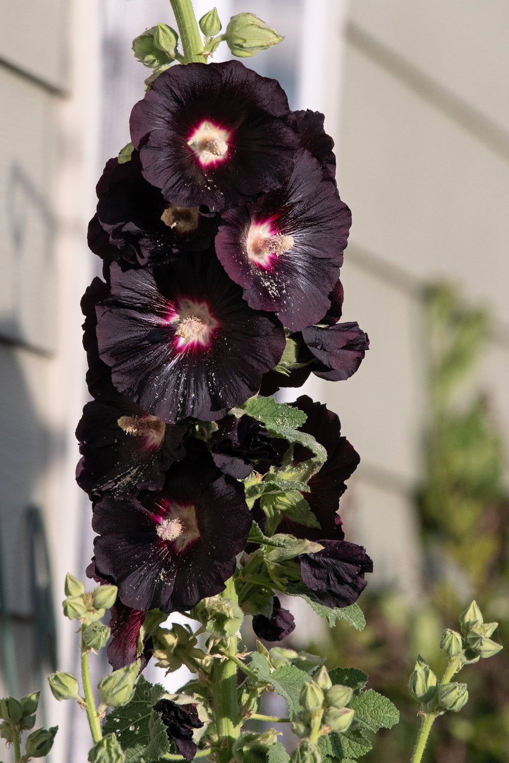 Black Hollyhock Seeds