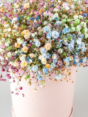 Baby’s Breath ‘Covent Garden’ Seeds