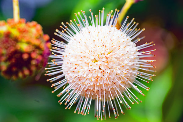 Buttonbush Shrub Seeds