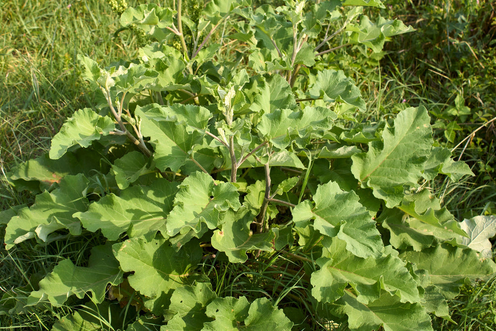 Great Burdock Seeds