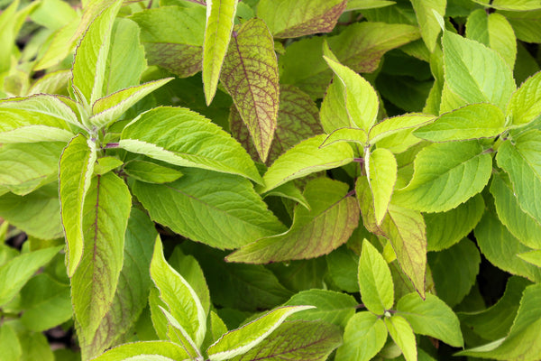 Dwarf Pink bee Balm Seeds