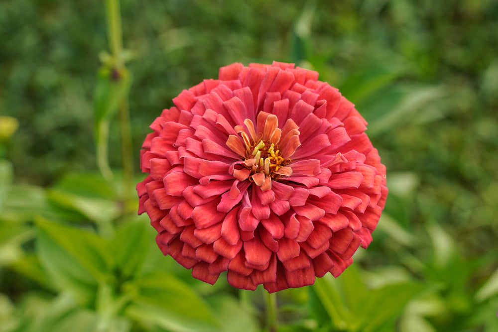 Salmon Queen Zinnia Seeds