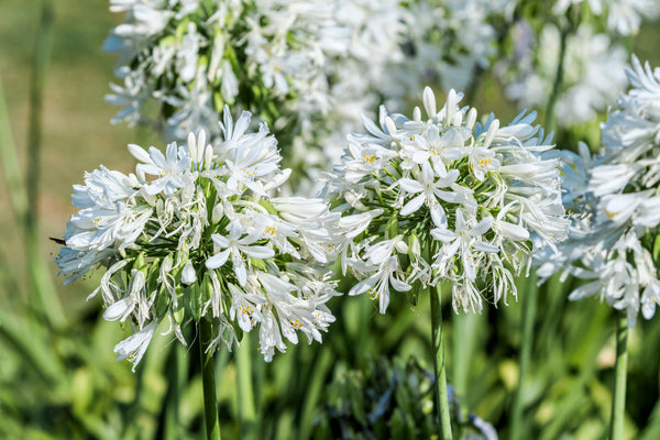 White Lily of the Nile Seeds