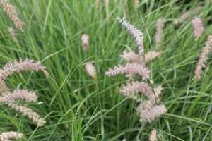 Little Bluestem Grass Seeds