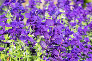 Blue Monday Clary Sage Seeds