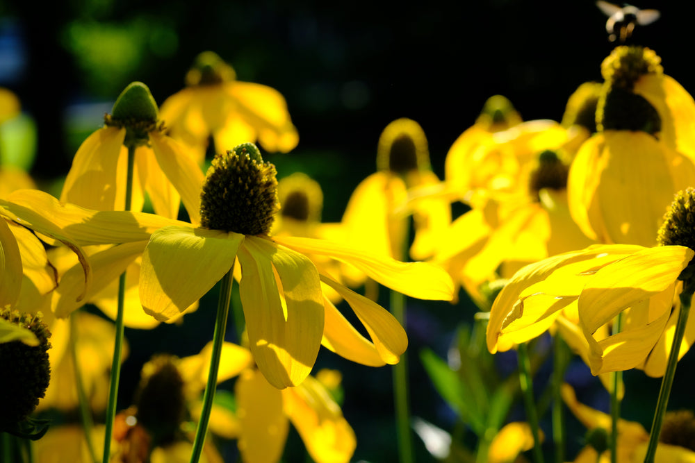 Yellow Coneflower Seeds