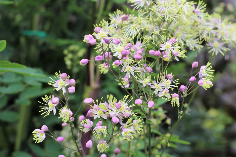 Chinese Meadow Rue