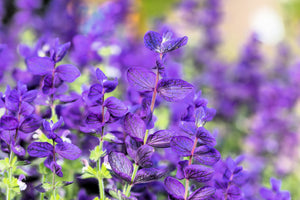 Blue Monday Clary Sage Seeds