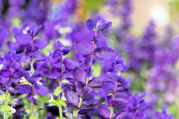 Blue Monday Clary Sage Seeds