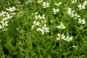 Turtlehead Seeds