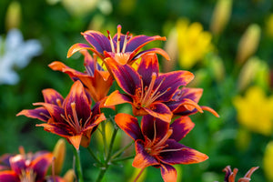 Daylily Seeds Mixed Colors