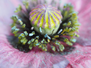 Amazing Grey Poppy Seeds - Certified Organic