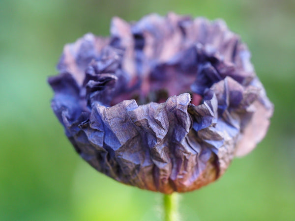 Amazing Grey Poppy Seeds - Certified Organic
