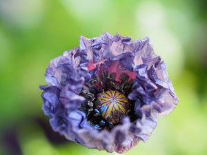 Amazing Grey Poppy Seeds - Certified Organic