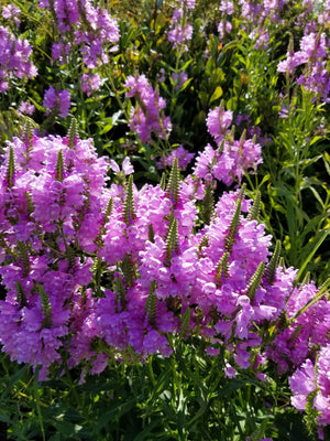 Pink Showy Obedient Plant Seeds