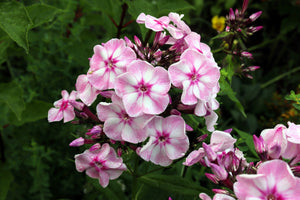 Meadow Phlox Seeds