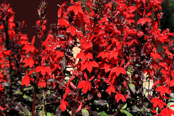 Cardinal Flower Seeds