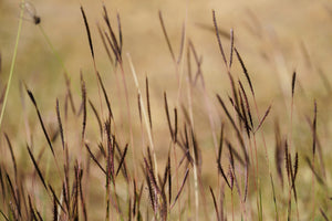 Big Bluestem Grass Seeds