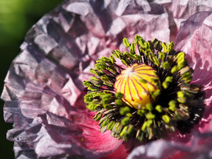 Amazing Grey Poppy Seeds - Certified Organic