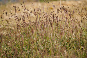 Big Bluestem Grass Seeds