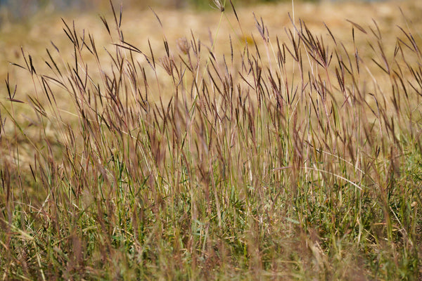 Big Bluestem Grass Seeds