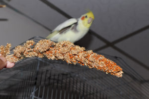 Red Jewel Millet Ornamental Grass Seeds