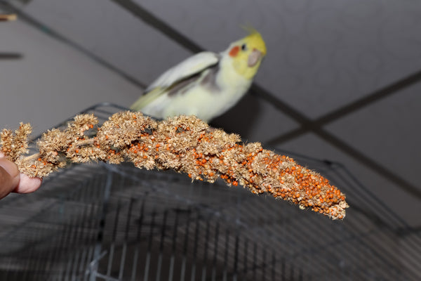 Red Jewel Millet Ornamental Grass Seeds